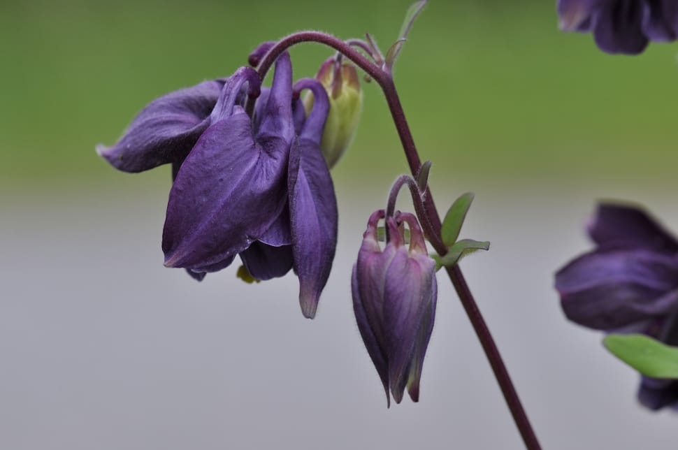 selective focus photography of purple petaled flowers preview