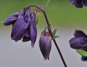 selective focus photography of purple petaled flowers thumbnail