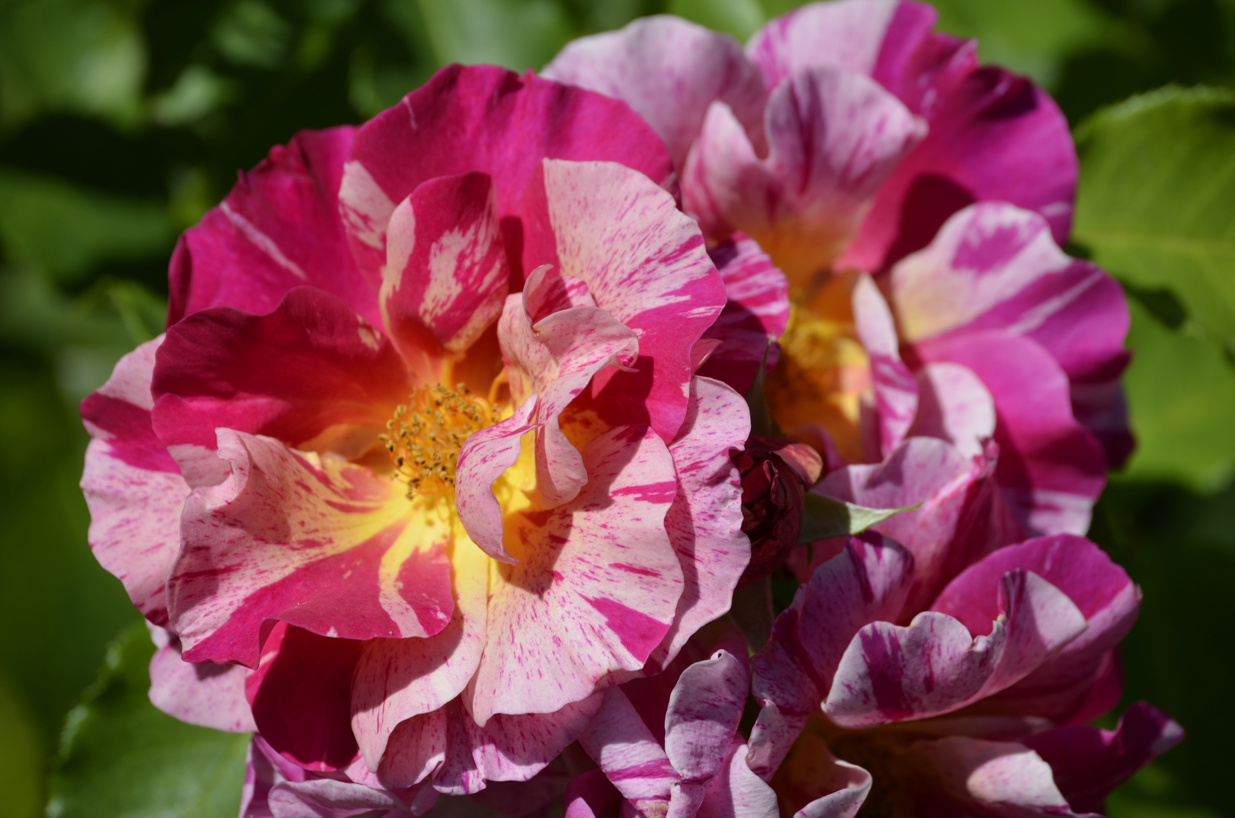 Purple, Flower, Rose, Filigree, Nature, flower, purple