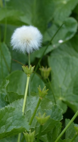 Scheuchzers Cottongrass, flower, fragility thumbnail