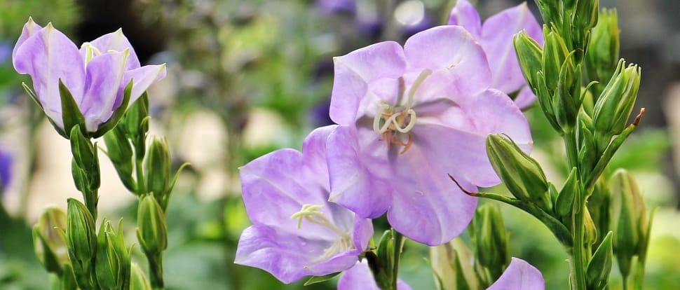 selective focus photo of purple petaled flower preview