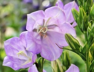 selective focus photo of purple petaled flower thumbnail