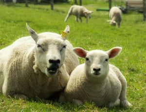 Sheep, Child, Mother, Lamb, livestock, grass thumbnail