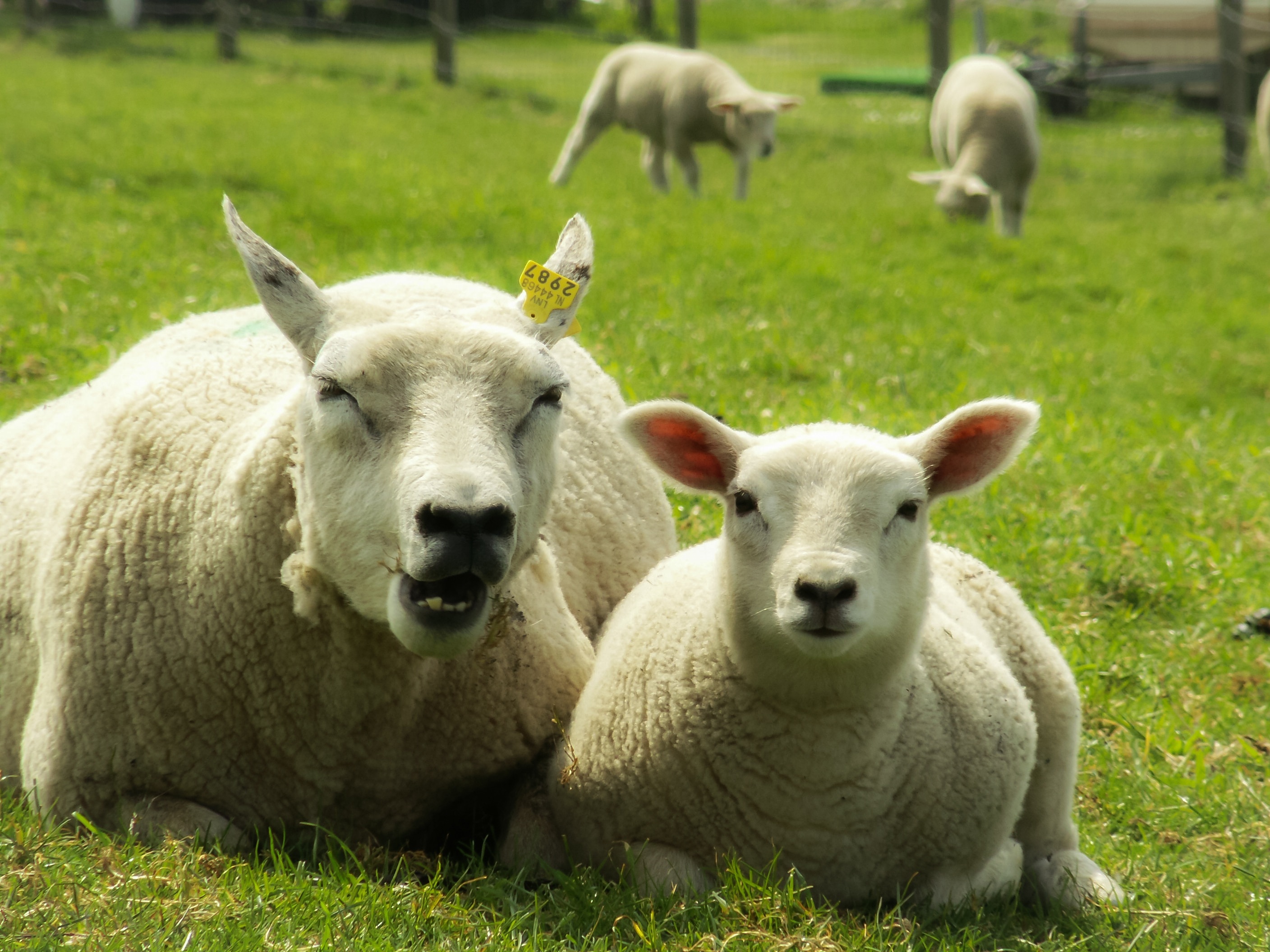 Sheep, Child, Mother, Lamb, livestock, grass