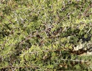 close-up photography of green plant thumbnail