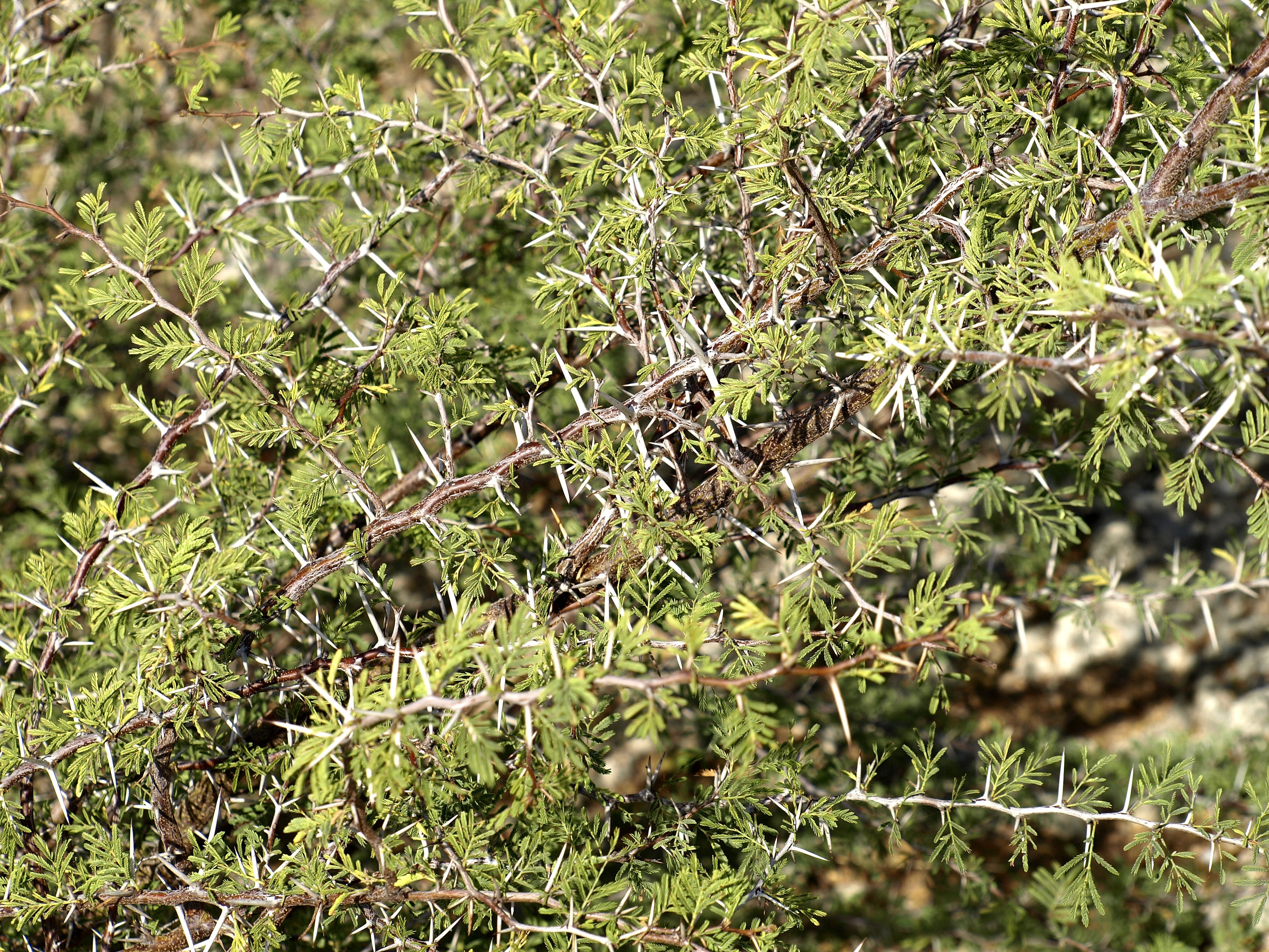 close-up photography of green plant