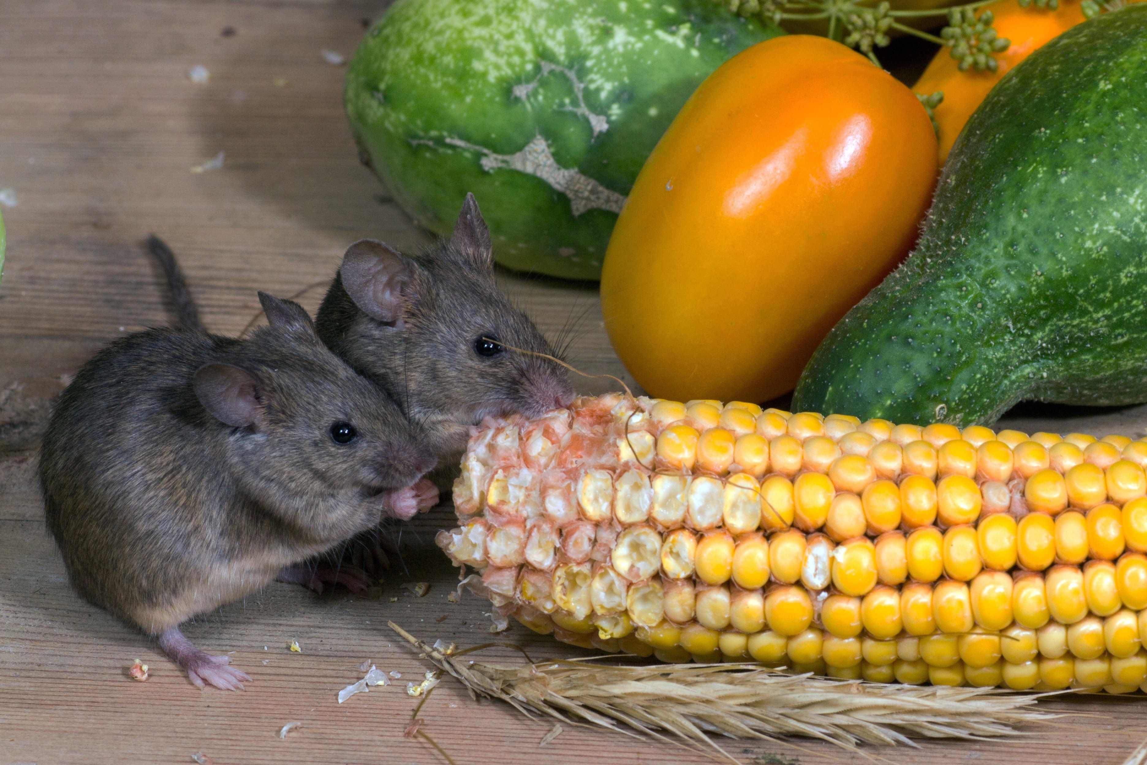 Что можно домашним мышам. Пища грызунов. Питание мышей. Мышь с едой. Грызуны едят.