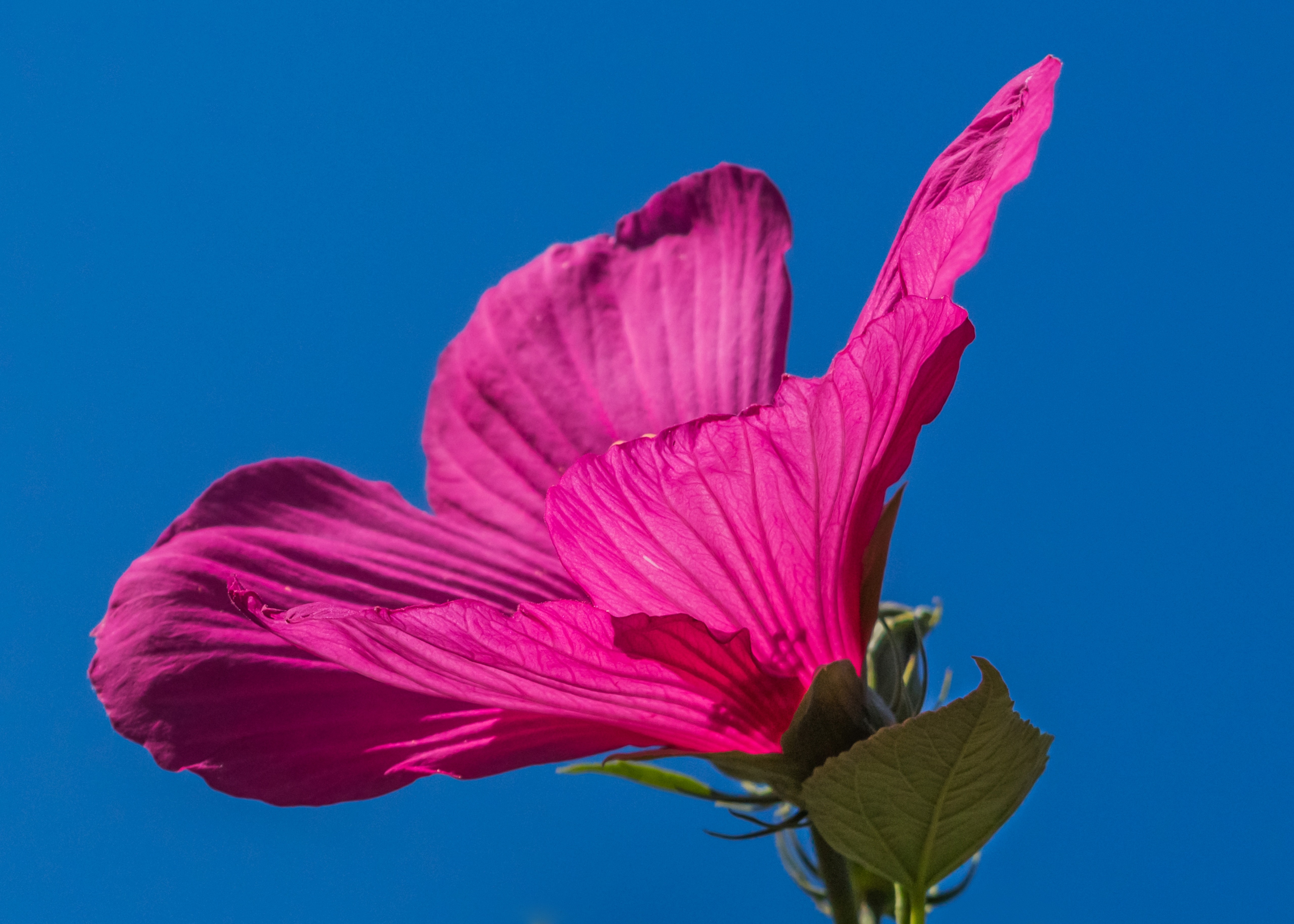 pink petal flower