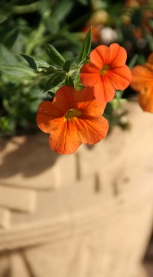 Flower, Orange, Beauty, Bright, Garden, flower, orange color thumbnail