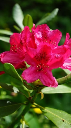 selective focus photography of pink petaled flower thumbnail
