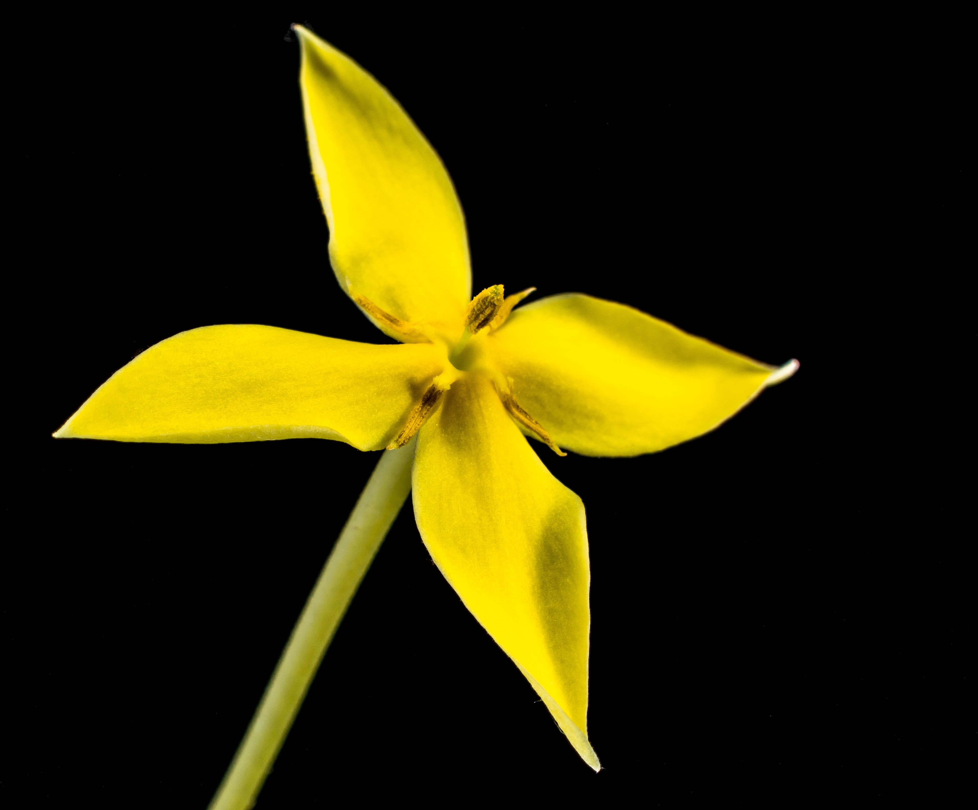 yellow 4 petal flower