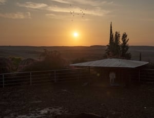 white horse in grey shed during dawn photography thumbnail