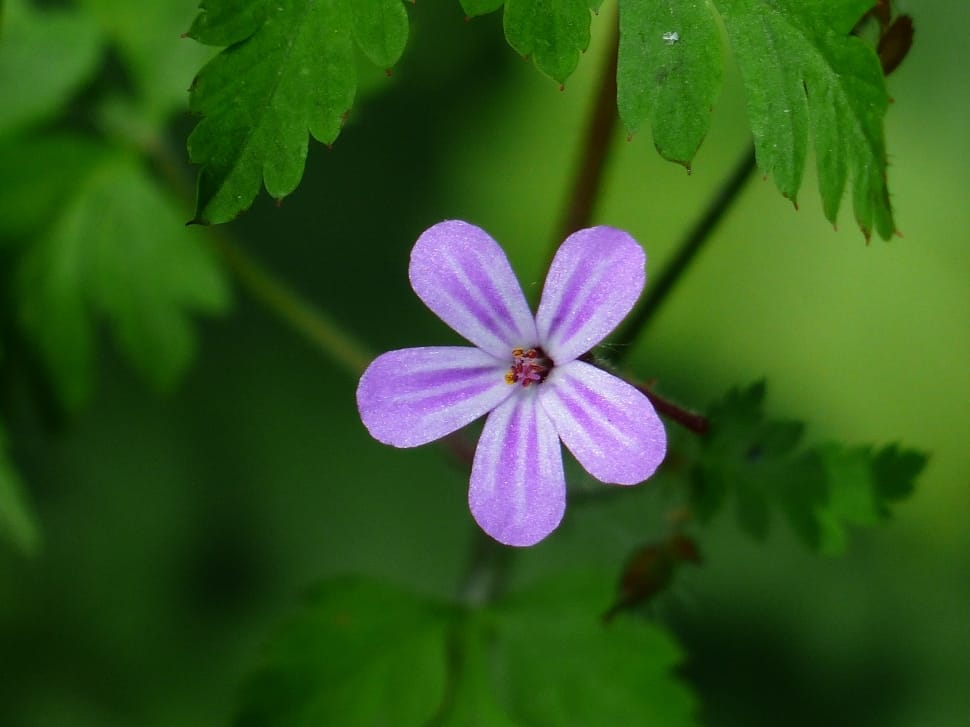 purple petaled flower in bloom preview
