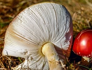 2 red mushrooms thumbnail