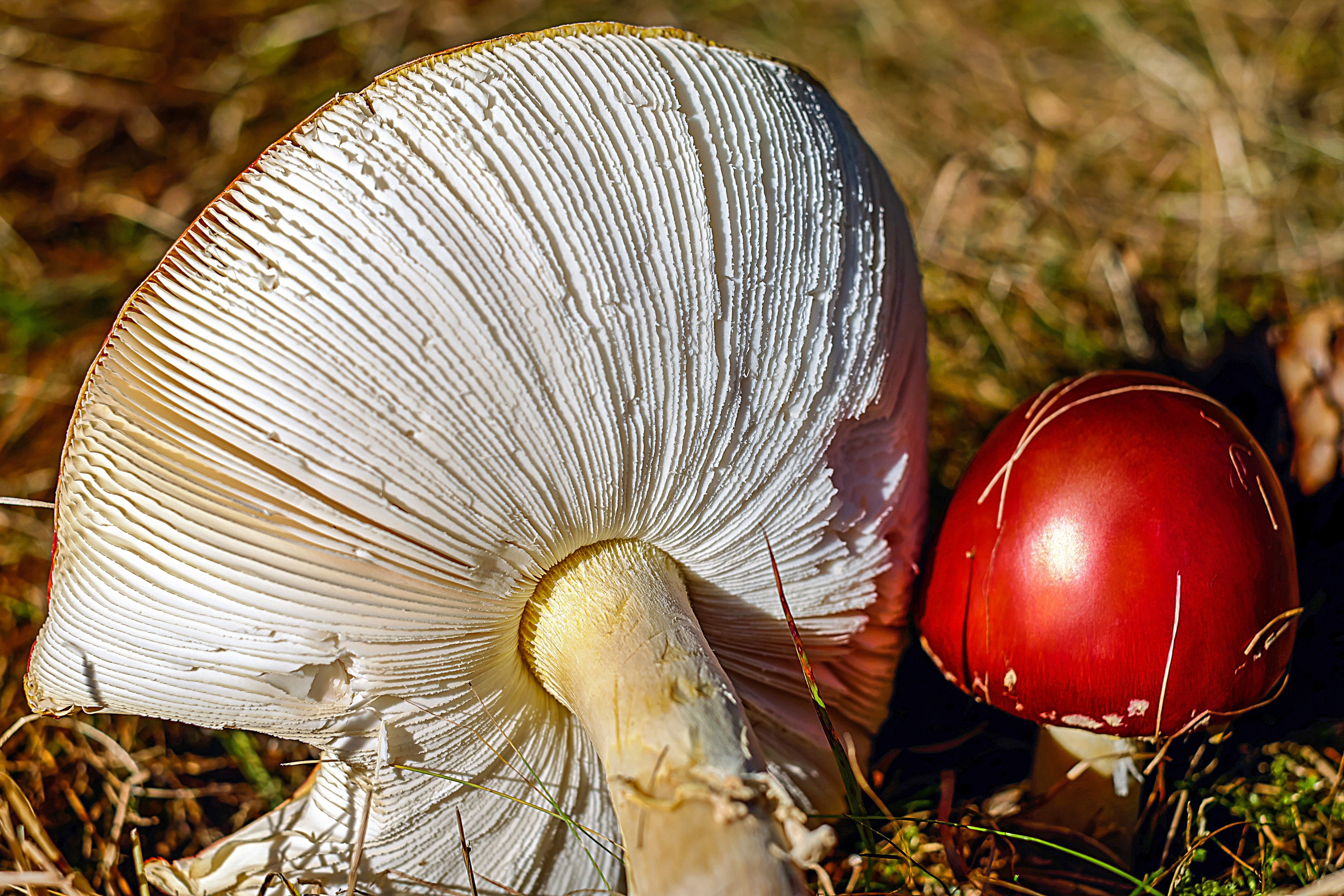 2 red mushrooms