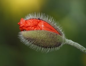 green and red flower thumbnail