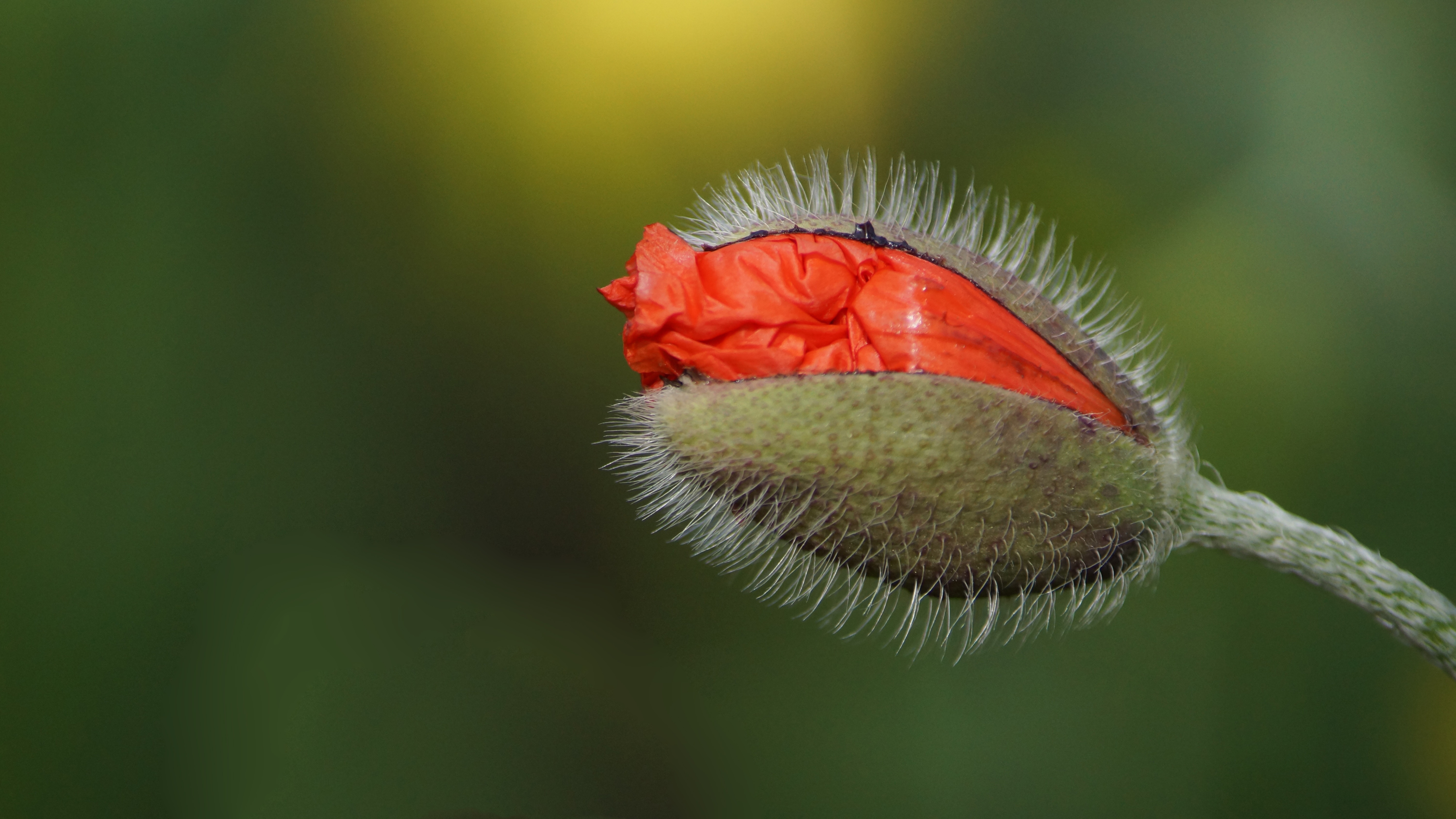 green and red flower