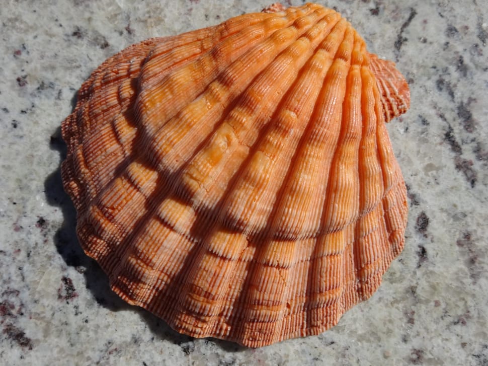brown and orange sea shell preview