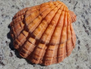brown and orange sea shell thumbnail