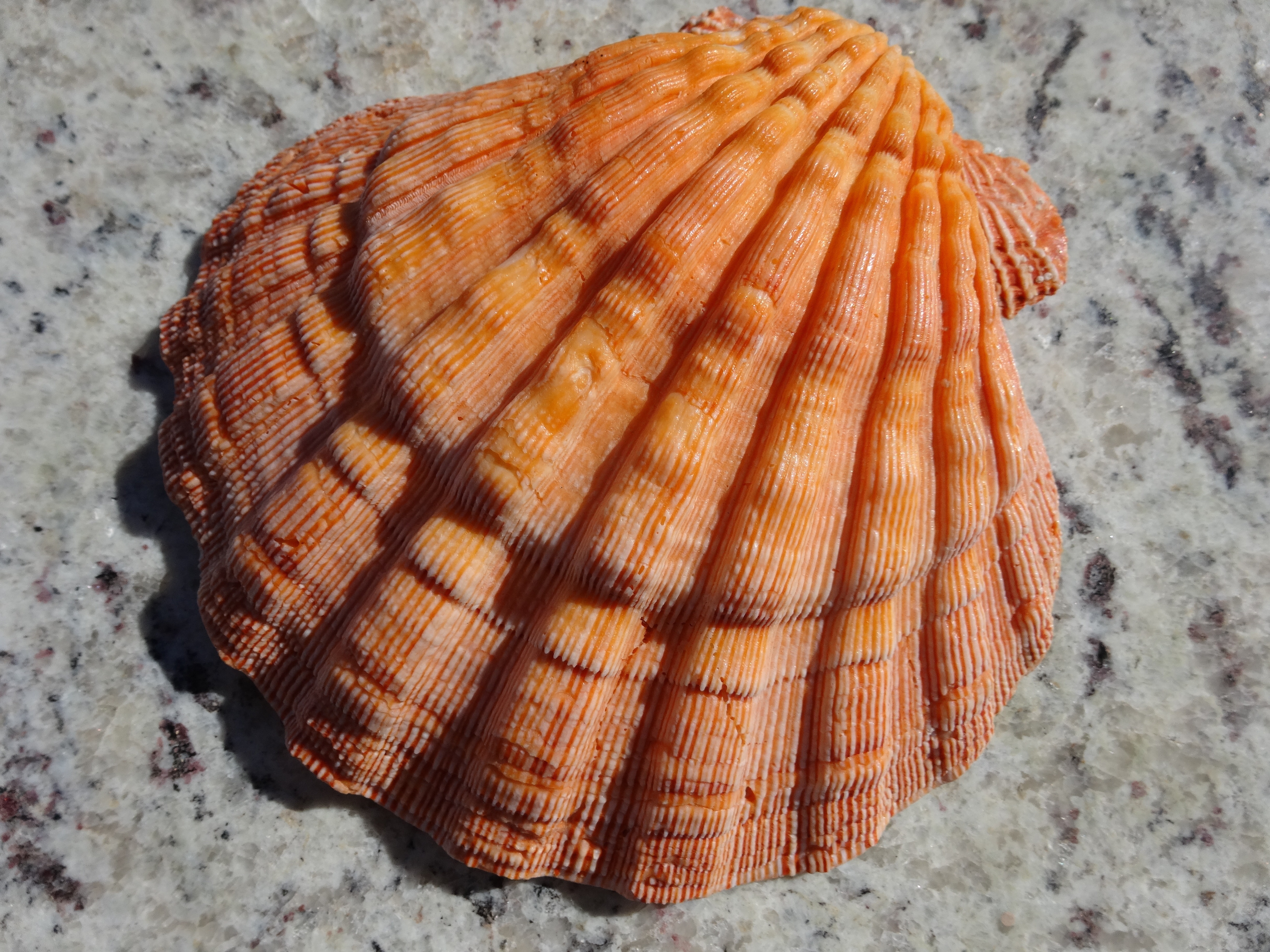 brown and orange sea shell
