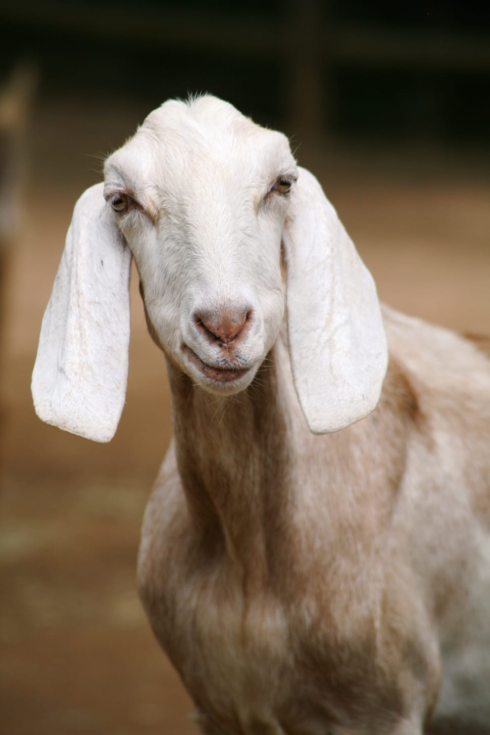 shallow focus photography of white anglo-nubian goat preview
