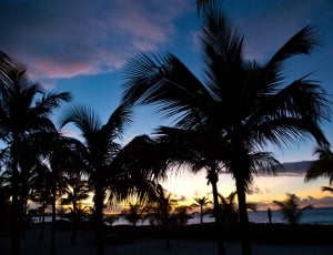 landscape photo of beach and trees during sunset thumbnail