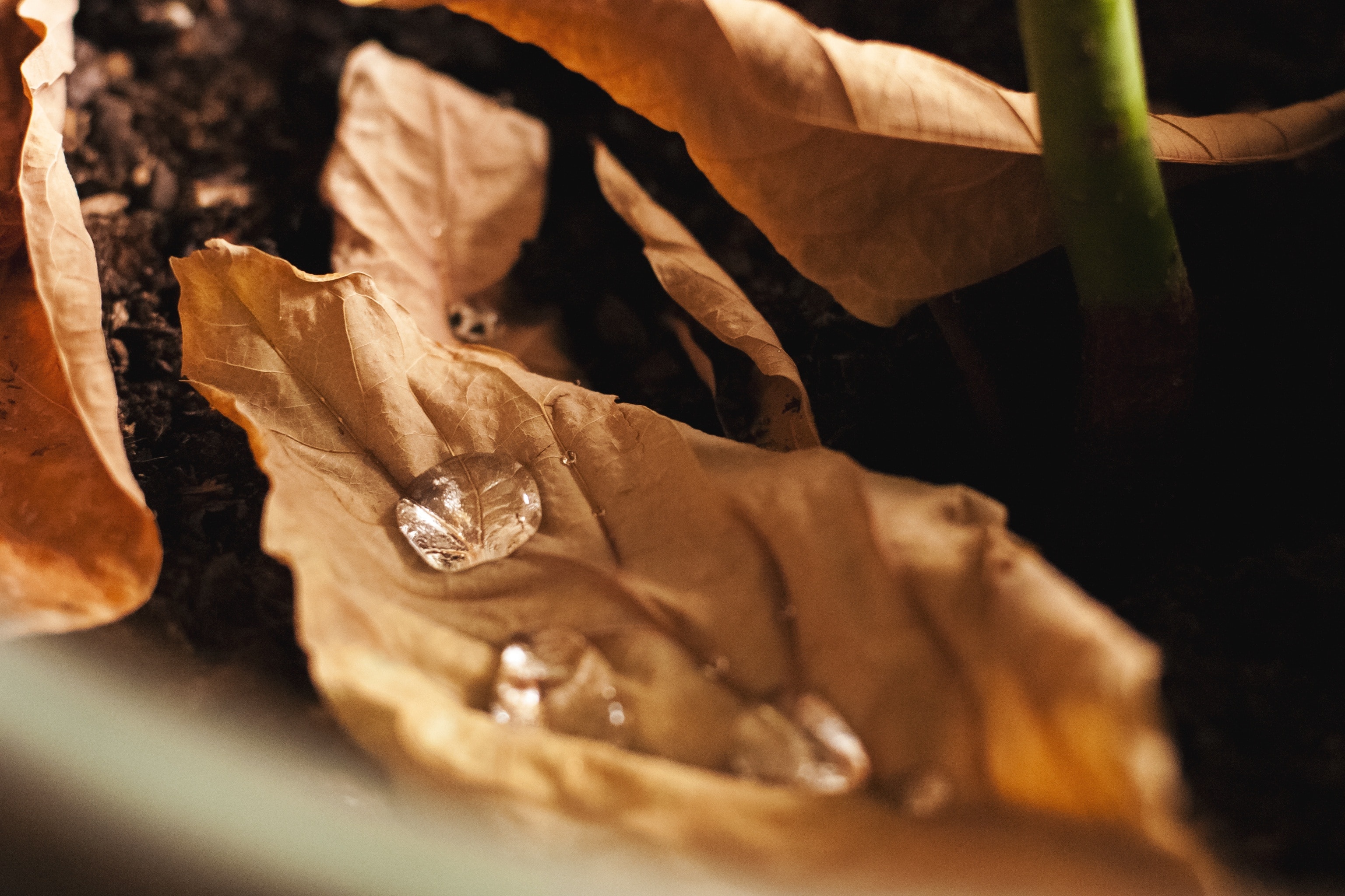 water drop on a dried leaf