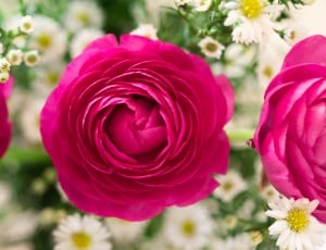 pink roses and white asters thumbnail