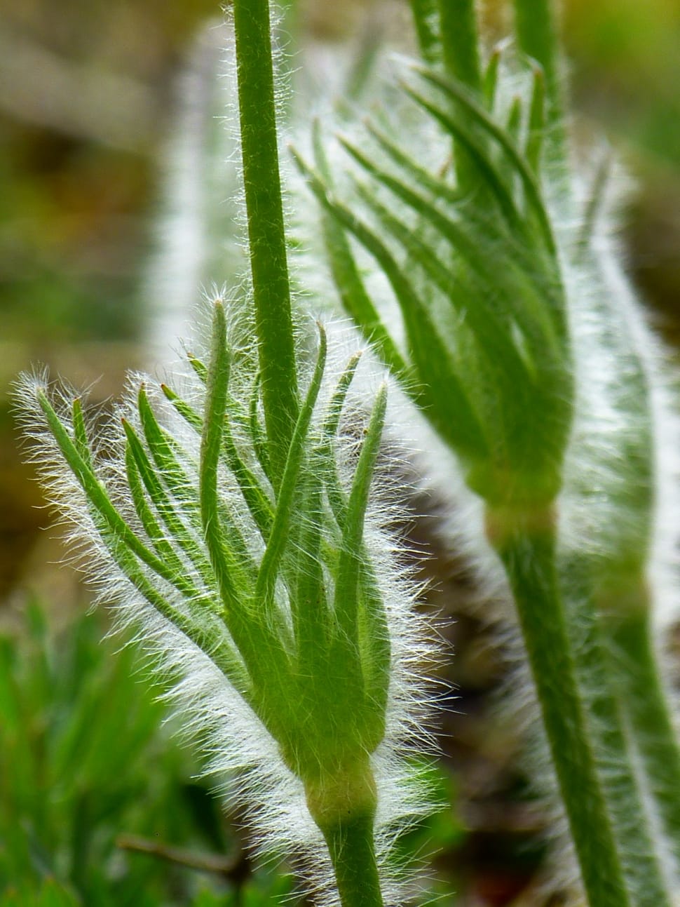 Pasque Flower, Hairy, Leaves, leaf, green color preview