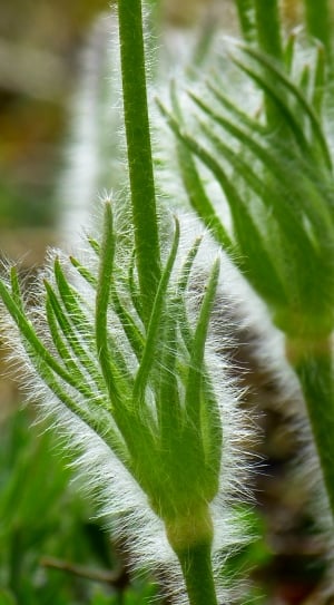 Pasque Flower, Hairy, Leaves, leaf, green color thumbnail