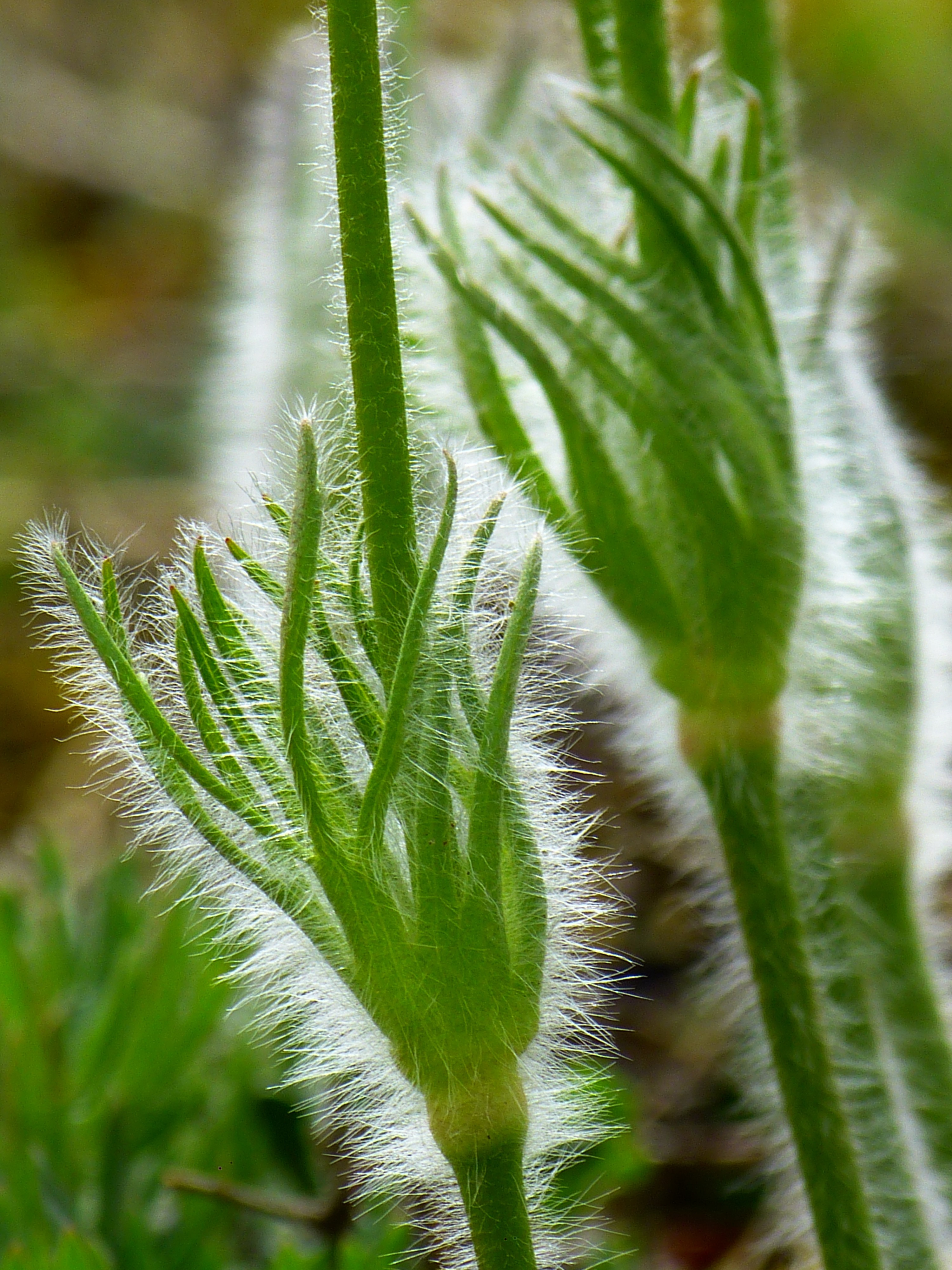 Pasque Flower, Hairy, Leaves, leaf, green color