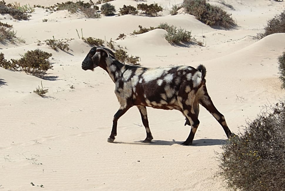 black and white goat walking in the desert preview
