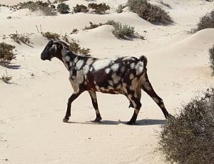 black and white goat walking in the desert thumbnail