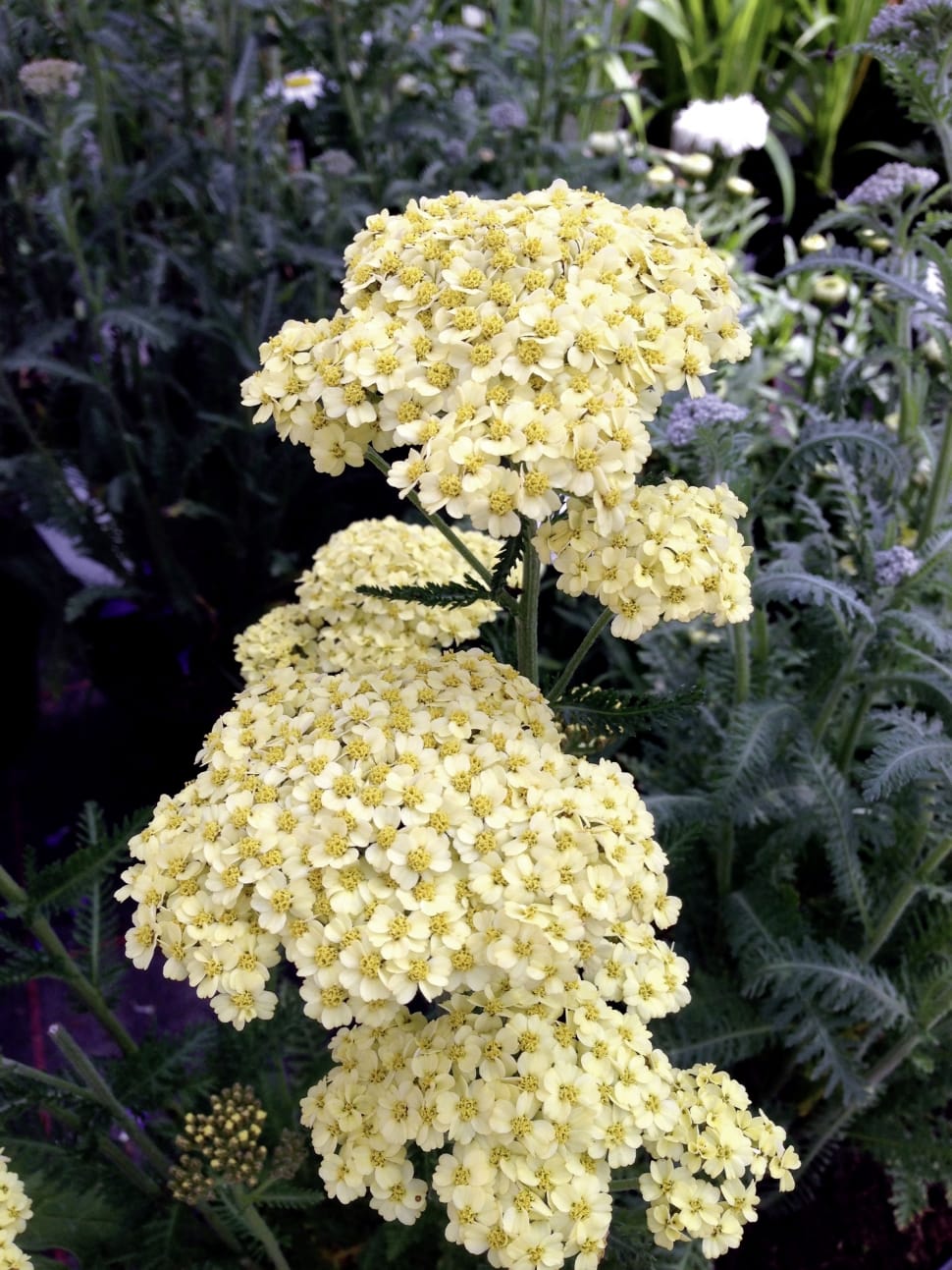 Achillea Millefolium, Yarrow, Yellow, flower, fragility preview