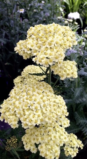 Achillea Millefolium, Yarrow, Yellow, flower, fragility thumbnail