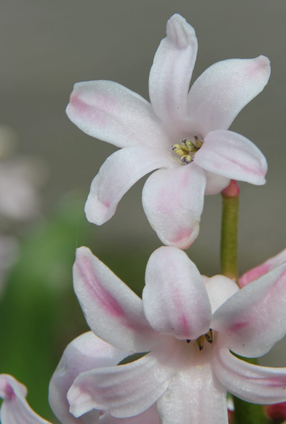 close up photography of white and pink flower preview