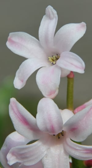 close up photography of white and pink flower thumbnail