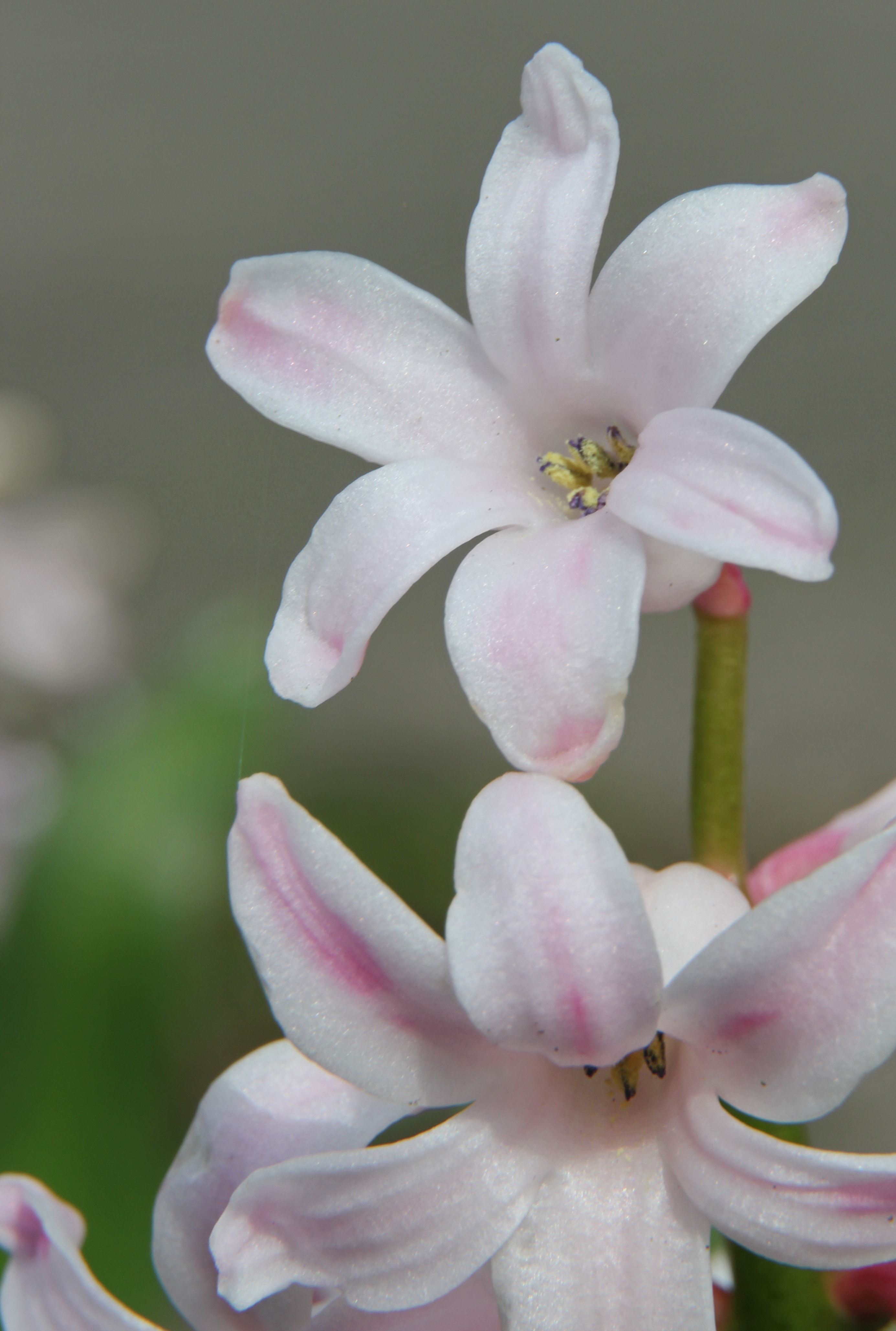 close up photography of white and pink flower