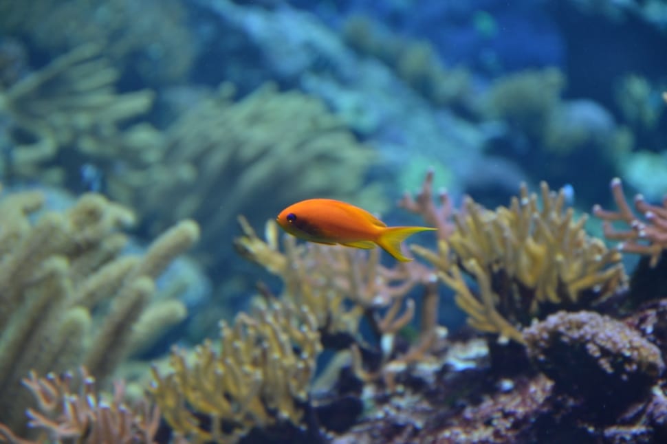 orange fish with coral reefs preview
