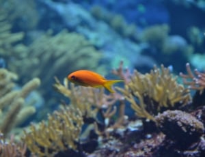 orange fish with coral reefs thumbnail