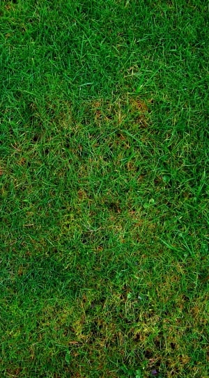 green gramineae grass thumbnail