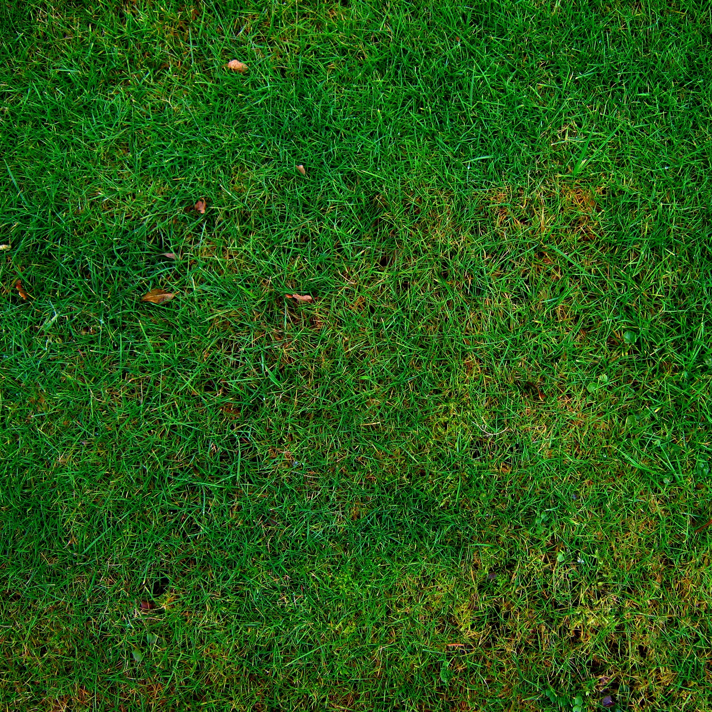 green gramineae grass