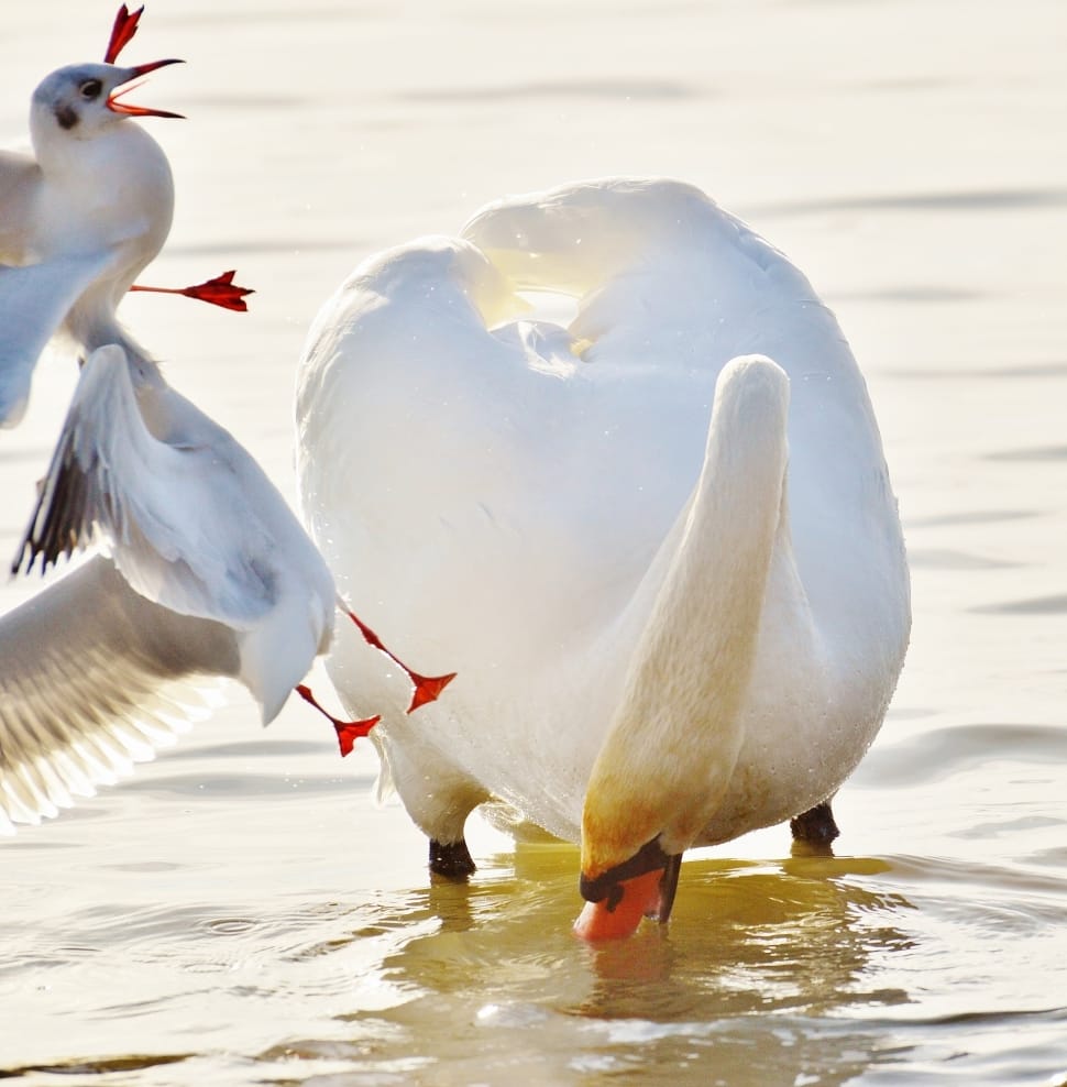 white swan and 2 red billed gulls preview