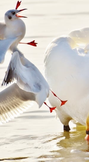 white swan and 2 red billed gulls thumbnail