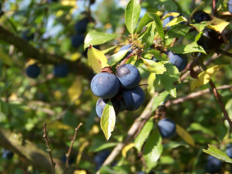 Fruits, Close, Harvest, Berries, Sloes, fruit, food and drink preview