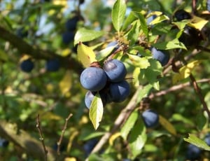 Fruits, Close, Harvest, Berries, Sloes, fruit, food and drink thumbnail