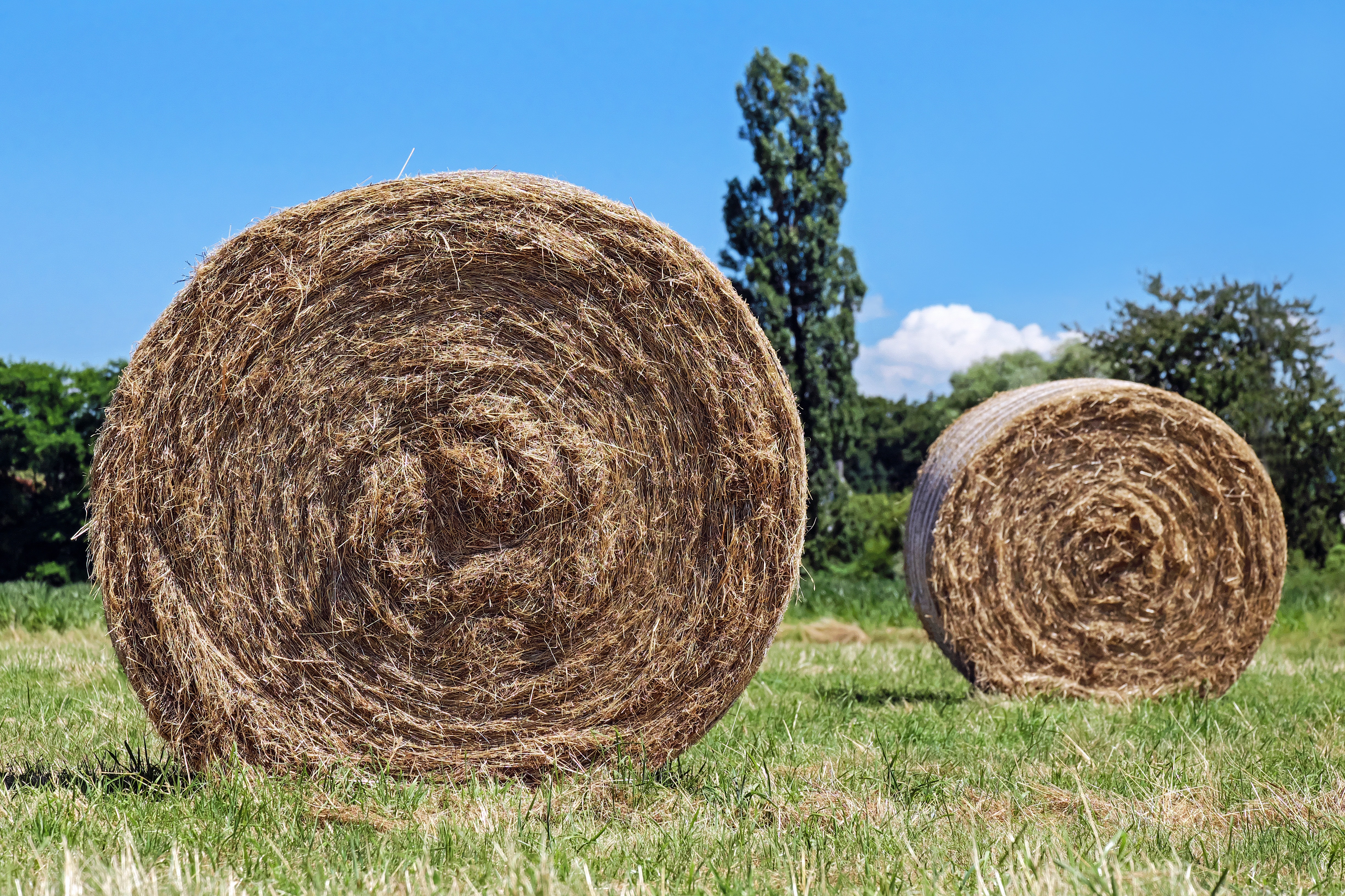 2 brown hays