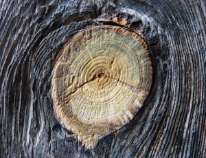 brown and grey tree log thumbnail