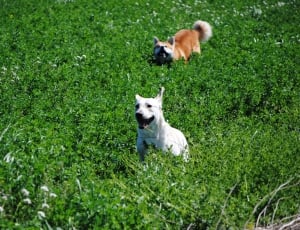 white short coat dog on green grass during daytime thumbnail