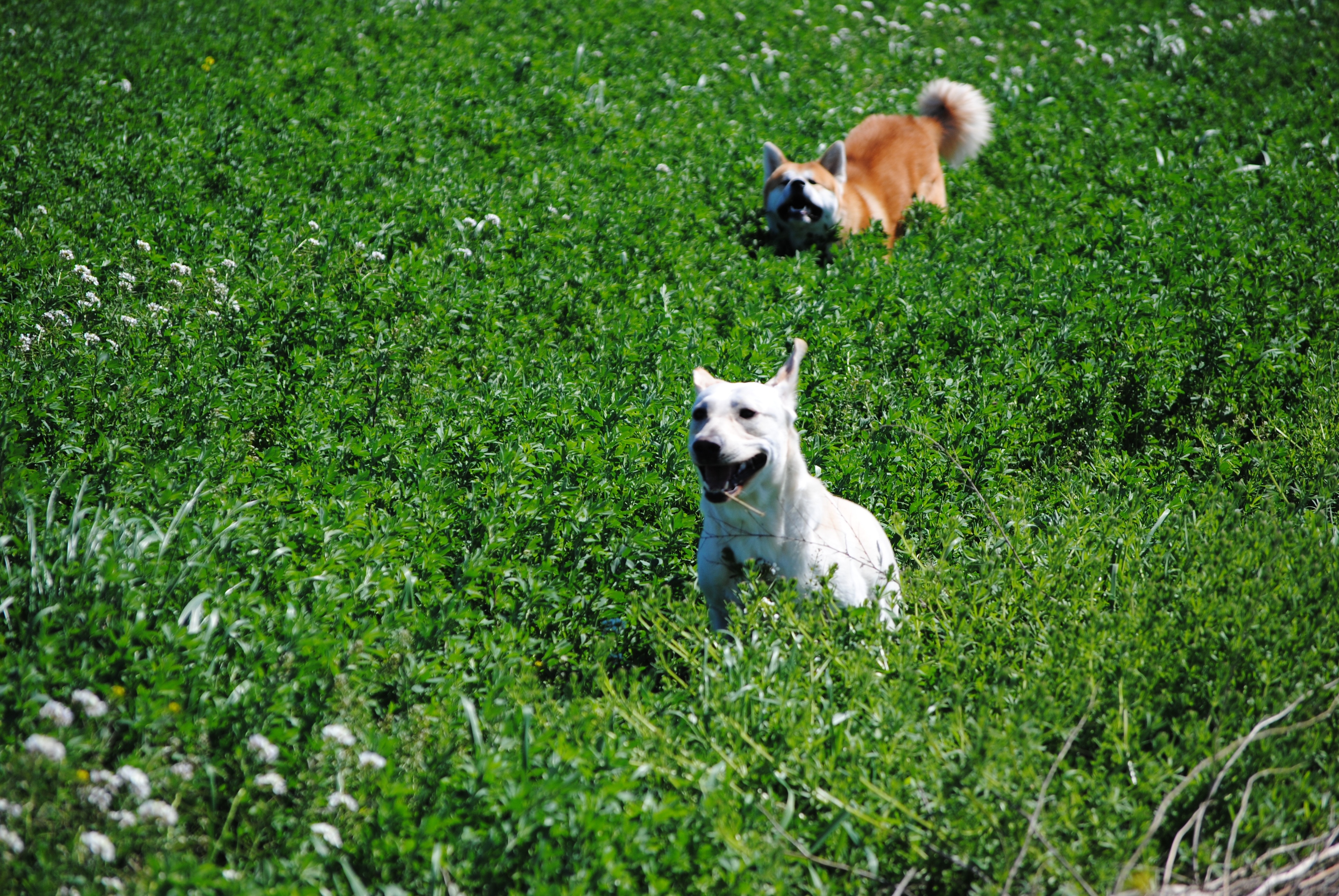 white short coat dog on green grass during daytime